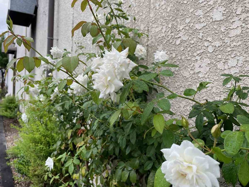 02_white_rose